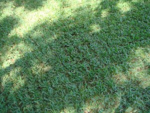 verticut-lawn-Overland-Park-verticutting-Kansas-City