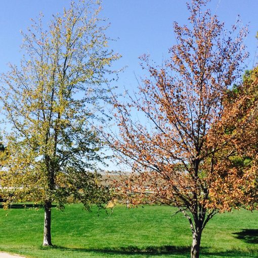 leaf-removal-fall-seeding-aerating-verticutting-aerating