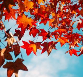 fall-leaf-removal-KC-KCMO-Kansas-City-MO