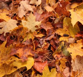 fall-leaf-removal-lawn-clean-up-Kansas-City-Leawood-Overland-Park